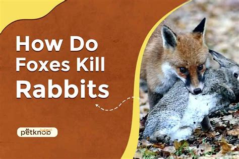 The outdoor run or pen should measure 8ft x 4ft x 2ft. . How do foxes kill rabbits